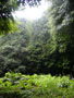 雨の益山寺