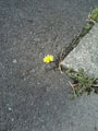 道端の花