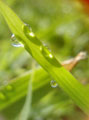 水玉