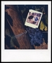 156th photograph