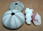 「ウニの殻」で綺麗なライトを作ってみる